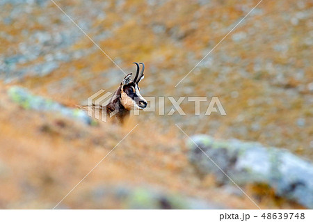 Chamois, Rupicapra rupicapra, detail portrait 48639748