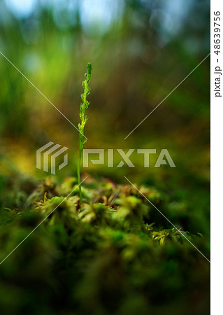 Hammarbya paludosa, Bog Orchid in dark forest 48639756