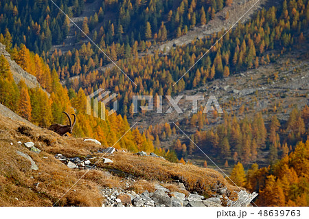 Alpine Ibex, Capra ibex, with autumn orange trees 48639763