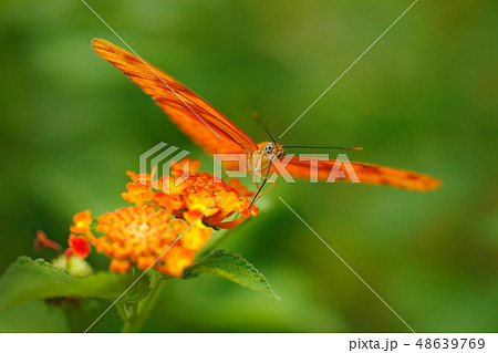 Dryas iulia, Spelled julia heliconian 48639769
