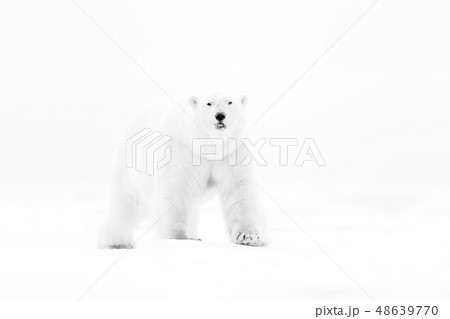Polar bear on drift ice edge with snow and water Polar bear on drift ice edge with snow and water 48639770