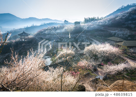 花 風景 梅 48639815