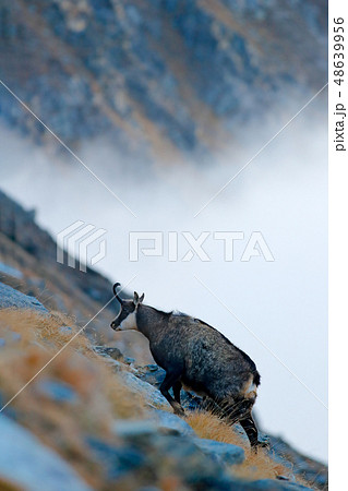 Chamois, Rupicapra rupicapra, on the rocky hill 48639956