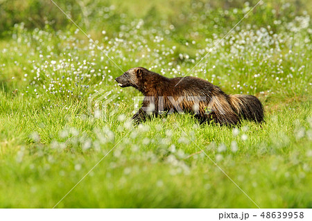Running Wolverine in Finnish taiga Running Wolverine in Finnish taiga 48639958