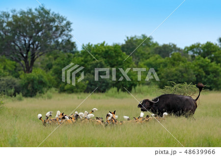 Wild Dog Hunting in Botswana, buffalo cow Wild Dog Hunting in Botswana, buffalo cow 48639966