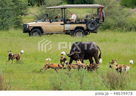 African safari, car with nature lovers. African safari, car with nature lovers. 48639978