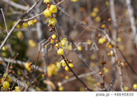ろうばい （黄色い花） 48640830