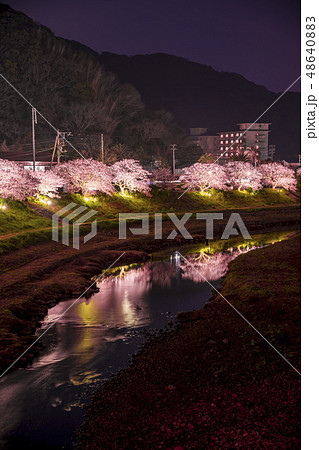 【河津桜　南伊豆町　ライトアップ】 48640883