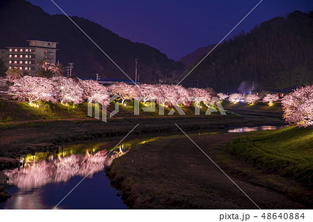 【河津桜　南伊豆町　ライトアップ】 48640884