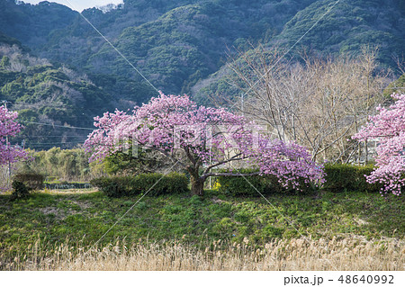 【河津桜　南伊豆町】 48640992