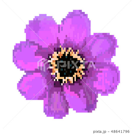 pixel field flower vector illustration isolated on white background pixel field flower vector illustration isolated on white background 48641796