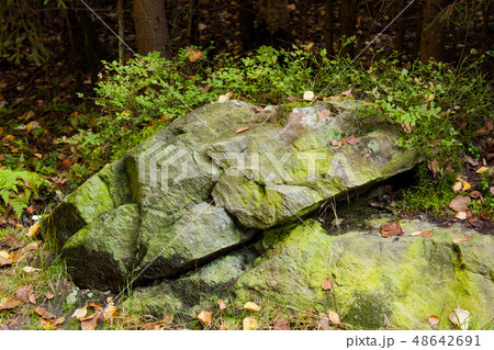 Big rock in forest 48642691