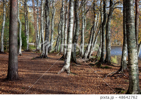 Trees in park at sunny autumn day Trees in park at sunny autumn day 48642762
