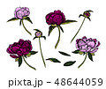 Pink, magenta peony flowers, hand drawn. 48644059