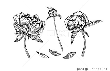 Peony flowers, hand drawn in black and white. Peony flowers, hand drawn in black and white. 48644061