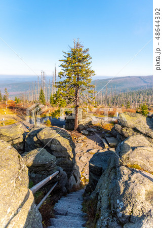 Devasted forest in cause of bark beetle infestation. Sumava National Park and Bavarian Forest, Czech Devasted forest in cause of bark beetle infestation. Sumava National Park and Bavarian Forest, Czech 48644392