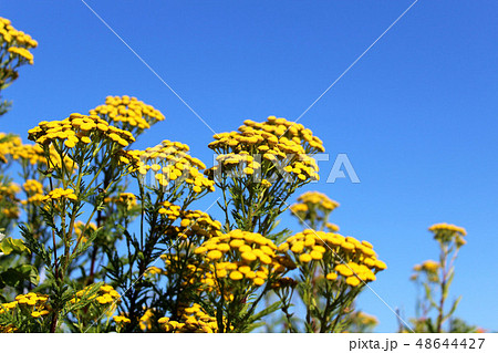 Tansy, Tanacetum vulgar wild yellow flowers Tansy, Tanacetum vulgar wild yellow flowers 48644427