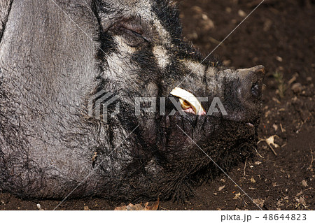 Thick boar sleeping in the mud. Dirty pig resting 48644823