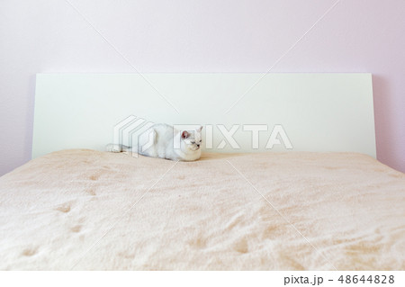 British cat sitting on a bed in a light room British cat sitting on a bed in a light room 48644828