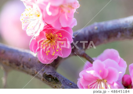 鈴鹿の森庭園1563 鈴鹿の森庭園1563 48645184