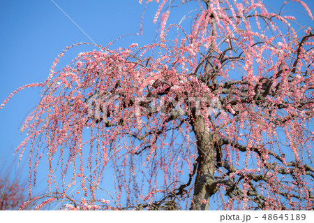 鈴鹿の森庭園1539 鈴鹿の森庭園1539 48645189
