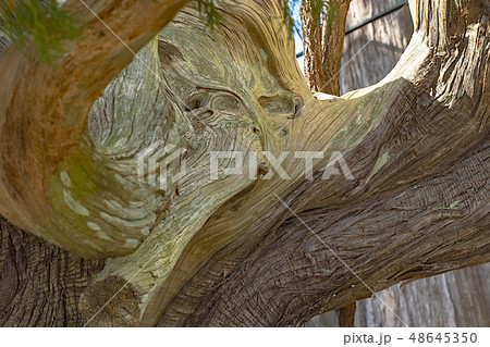 千年のいのち 千年のいのち 48645350