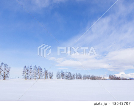 雪原の向こうに並ぶ防風林、横構図 雪原の向こうに並ぶ防風林、横構図 48645707