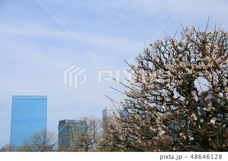 白梅の花 白加賀 白梅の花 白加賀 48646128