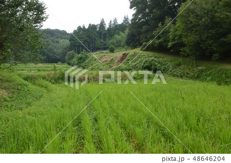 八王子鑓水の田んぼの夏は 48646204