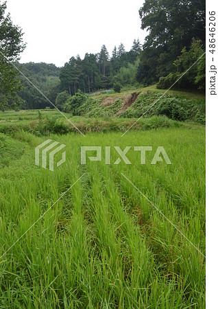 八王子鑓水の田んぼの夏は 八王子鑓水の田んぼの夏は 48646206
