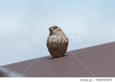 イワヒバリ 高山の野鳥 岩雲雀 富士山 イワヒバリ 高山の野鳥 岩雲雀 富士山 48646965