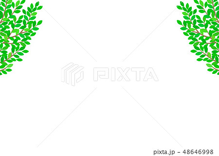 新緑イメージ　背景 48646998