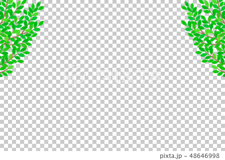 新緑イメージ　背景 48646998