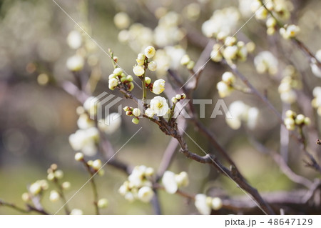 白梅の花 小緑咢 白梅の花 小緑咢 48647129