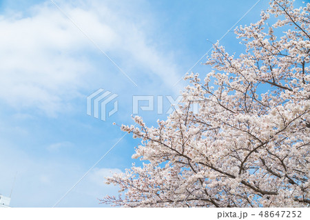 青空とサクラ 桜 さくら 染井吉野 ソメイヨシノ そめいよしの コピースペース 文字スペース 青空とサクラ 桜 さくら 染井吉野 ソメイヨシノ そめいよしの コピースペース 文字スペース 48647252