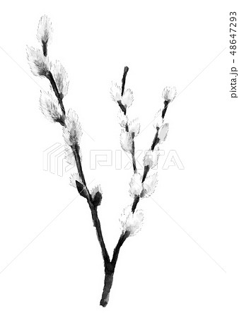 猫柳 ネコヤナギ 水墨画 墨のイラスト素材