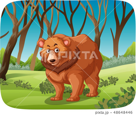 A grizzly bear in forest 48648446