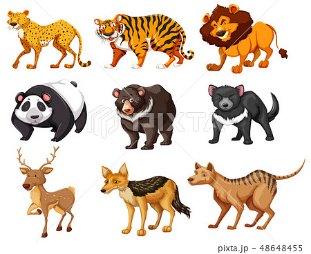 Set of wild animals 48648455