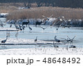 牡鹿と飛び立つタンチョウ 48648492