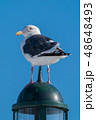街灯に立つウミネコ 48648493