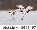 ほほえましいタンチョウ 48648497