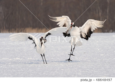 ほほえましいタンチョウ 48648497