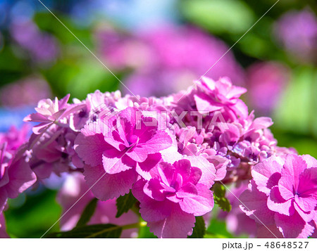 ガクアジサイ「おはよう」 ガクアジサイ「おはよう」 48648527