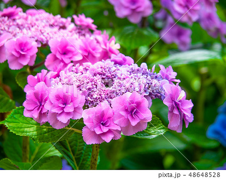 ガクアジサイ「おはよう」 48648528