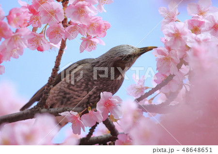 ピンク色の河津桜とヒヨドリ 48648651