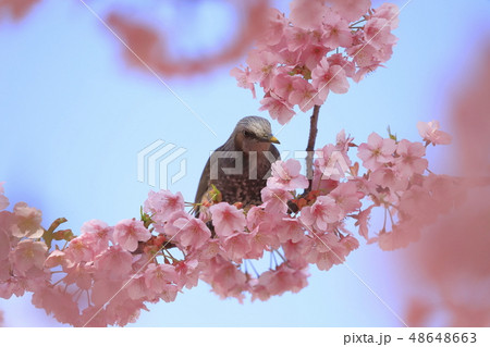 ピンク色の河津桜とヒヨドリ 48648663
