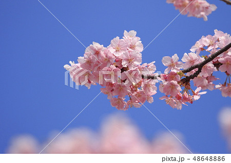 快晴の日の河津桜 48648886