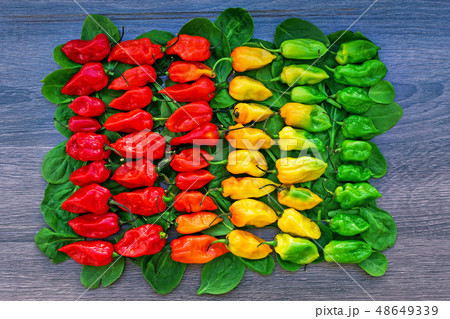 Hot peppers layered in row from red to green Hot peppers layered in row from red to green 48649339
