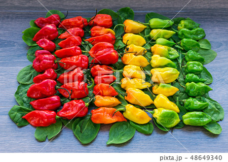 Hot peppers layered in row from red to green Hot peppers layered in row from red to green 48649340