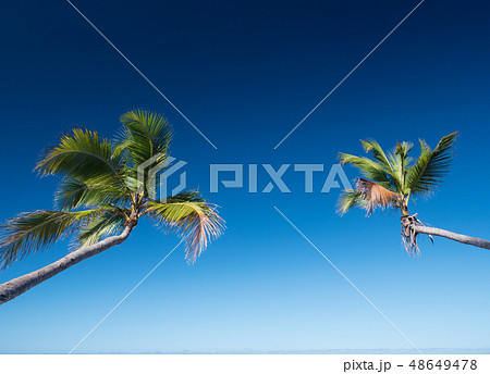 Two coconut palm tree on blue sky background 48649478